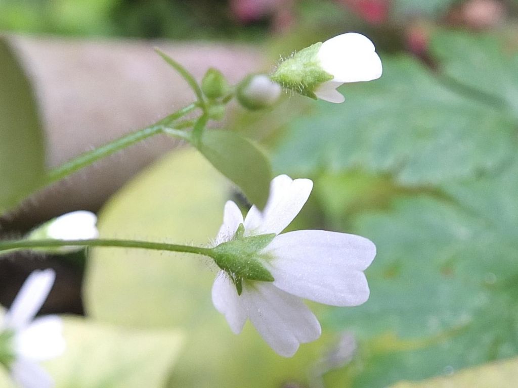 Saxifraga berica / Sassifraga dei Colli Berici